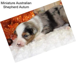 Miniature Australian Shepherd Autum