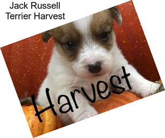 Jack Russell Terrier Harvest