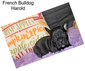 French Bulldog Harold
