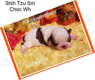 Shih Tzu Sm Choc Wh