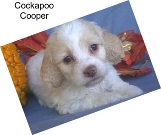 Cockapoo Cooper