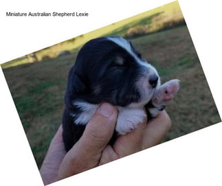 Miniature Australian Shepherd Lexie