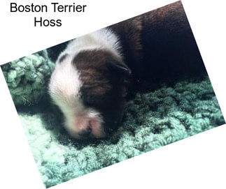 Boston Terrier Hoss