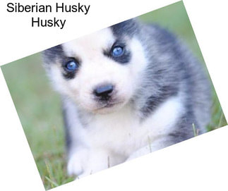 Siberian Husky Husky