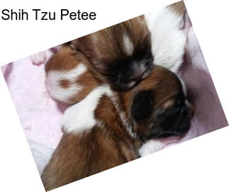 Shih Tzu Petee