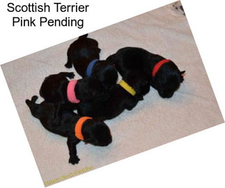 Scottish Terrier Pink Pending