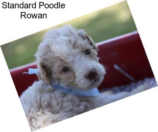 Standard Poodle Rowan