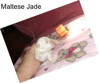 Maltese Jade