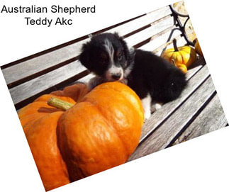 Australian Shepherd Teddy Akc