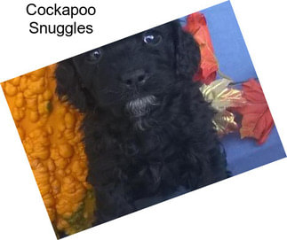 Cockapoo Snuggles