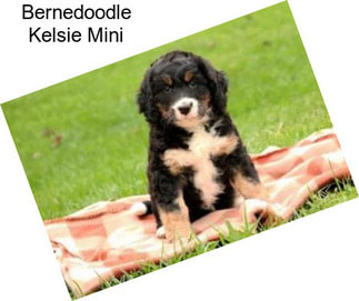 Bernedoodle Kelsie Mini