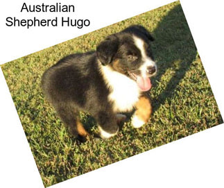 Australian Shepherd Hugo