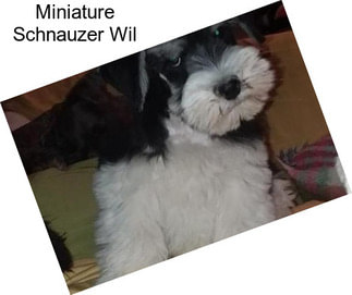 Miniature Schnauzer Wil