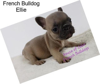 French Bulldog Ellie