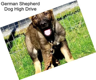 German Shepherd Dog High Drive