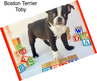 Boston Terrier Toby