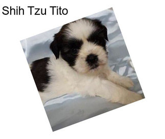 Shih Tzu Tito