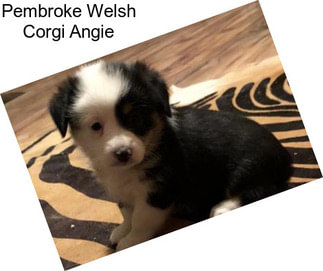 Pembroke Welsh Corgi Angie