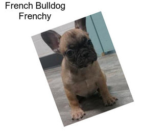 French Bulldog Frenchy