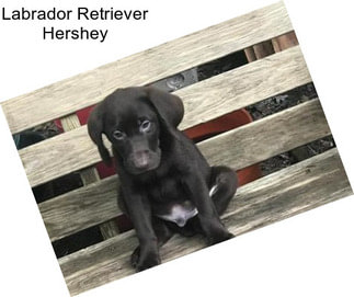 Labrador Retriever Hershey