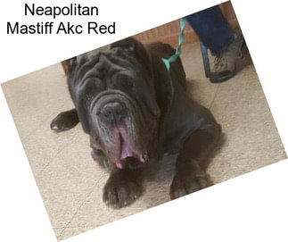 Neapolitan Mastiff Akc Red