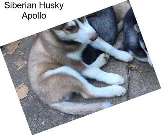 Siberian Husky Apollo
