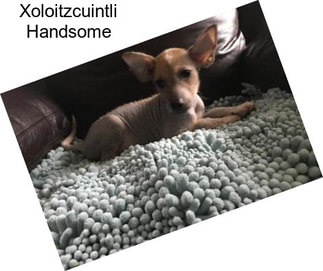 Xoloitzcuintli Handsome