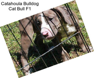 Catahoula Bulldog Cat Bull F1