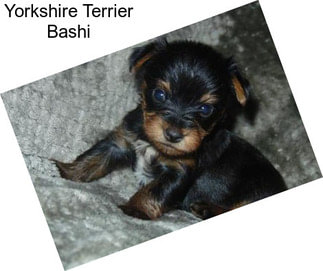 Yorkshire Terrier Bashi