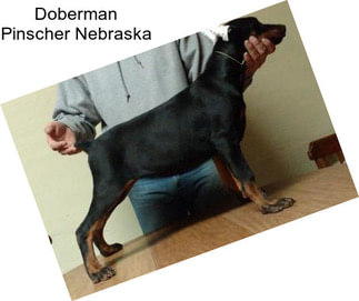 Doberman Pinscher Nebraska