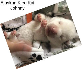 Alaskan Klee Kai Johnny
