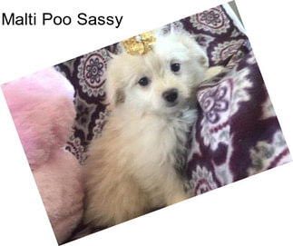 Malti Poo Sassy