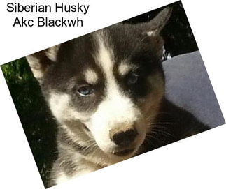 Siberian Husky Akc Blackwh