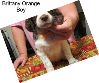 Brittany Orange Boy