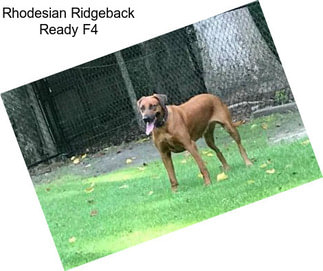 Rhodesian Ridgeback Ready F4