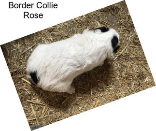 Border Collie Rose