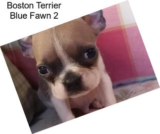 Boston Terrier Blue Fawn 2