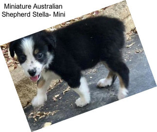 Miniature Australian Shepherd Stella- Mini