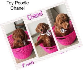 Toy Poodle Chanel