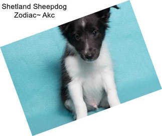 Shetland Sheepdog Zodiac~ Akc