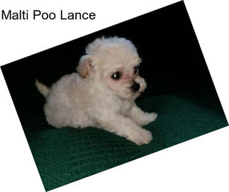 Malti Poo Lance