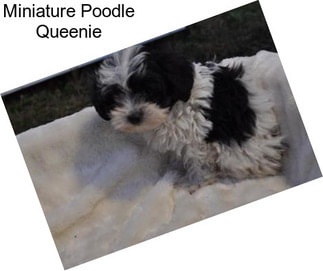 Miniature Poodle Queenie