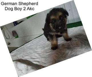 German Shepherd Dog Boy 2 Akc