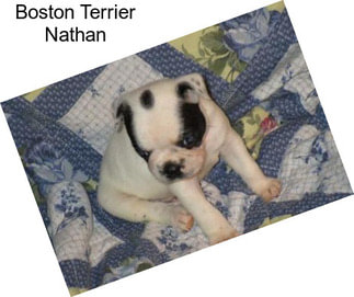 Boston Terrier Nathan