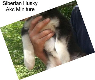Siberian Husky Akc Miniture