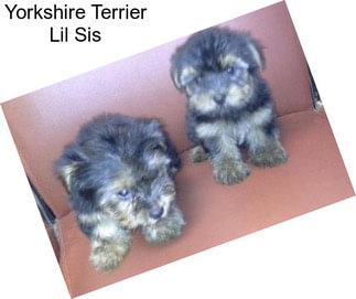 Yorkshire Terrier Lil Sis