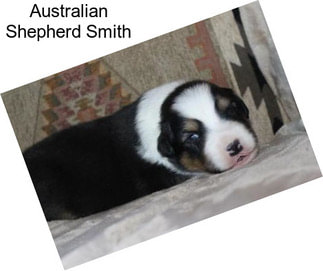Australian Shepherd Smith