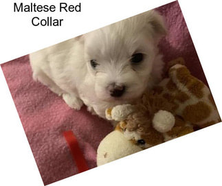 Maltese Red Collar