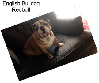 English Bulldog Redbull
