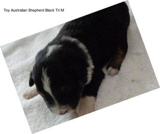 Toy Australian Shepherd Black Tri M